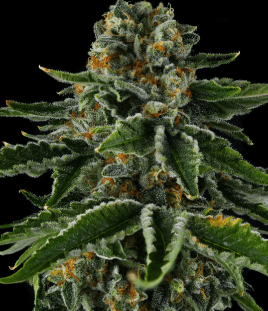 Compound Genetics Mr Jones cannabis plant image 1