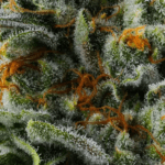 Compound Genetics Mr Jones cannabis plant image 2