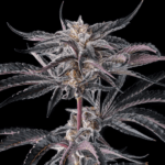 Compound Genetics Nakamara cannabis plant image 1