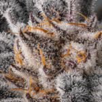 Compound Genetics Nakamara cannabis plant image 2