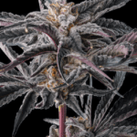 Compound Genetics Nakamara cannabis plant image 3