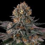 Compound Genetics Orange Moon cannabis plant image 1