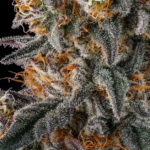 Compound Genetics Orange Moon cannabis plant image 2