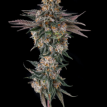 Compound Genetics Orange Moon cannabis plant image 3