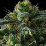 Compound Genetics Philbo Baggins cannabis plant image 1