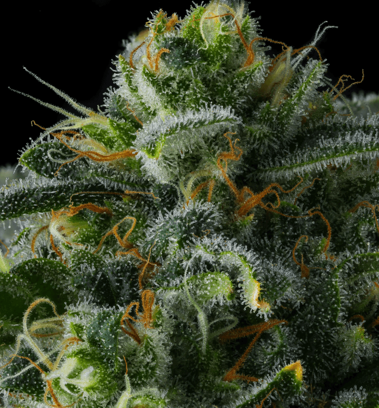 Compound Genetics Philbo Baggins cannabis plant image 1