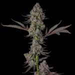 Compound Genetics Philbo Baggins cannabis plant image 2