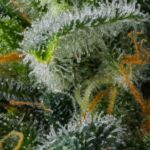 Compound Genetics Philbo Baggins cannabis plant image 3