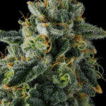 Compound Genetics Presidential Pardon cannabis plant image 1