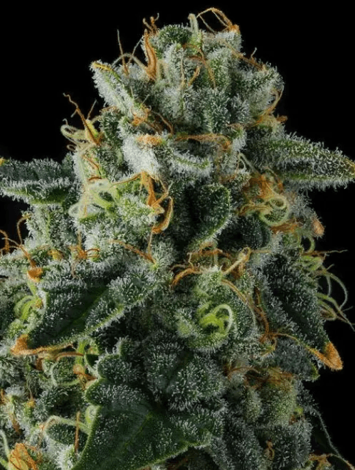 Compound Genetics Presidential Pardon cannabis plant image 1