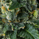 Compound Genetics Presidential Pardon cannabis plant image 2