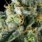 Compound Genetics Presidential Pardon cannabis plant image 3