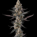 Compound Genetics Shake Back cannabis plant image 1