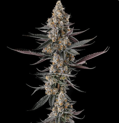 Compound Genetics Shake Back cannabis plant image 1