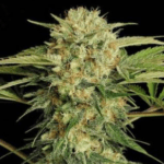 Compound Genetics Shake Back cannabis plant image 2