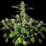 Compound Genetics Shake Back cannabis plant image 3