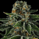 Compound Genetics Shake Back cannabis plant image 4