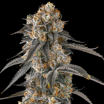 Compound Genetics Solazo cannabis plant image 1