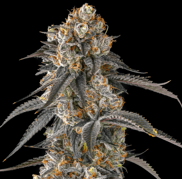 Compound Genetics Solazo cannabis plant image 1