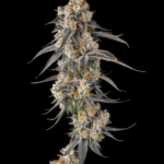 Compound Genetics Solazo cannabis plant image 2