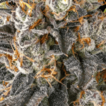 Compound Genetics Solazo cannabis plant image 3