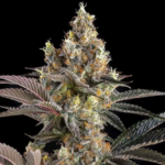 Compound Genetics Tostones cannabis plant image 1