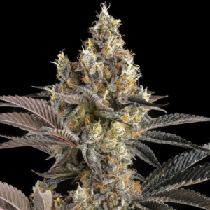 Compound Genetics Tostones cannabis plant image 1
