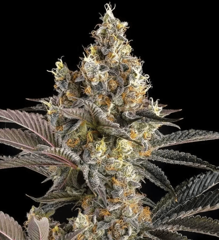 Compound Genetics Tostones cannabis plant image 1
