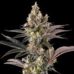 Compound Genetics Tostones cannabis plant image 2