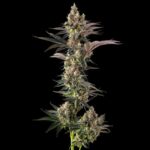 Compound Genetics Tostones cannabis plant image 3