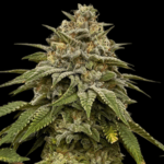 Conscious Genetics Red Halo cannabis plant image 1