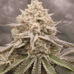 Conscious Genetics Red Halo cannabis plant image 2