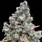 Conscious Genetics Red Halo cannabis plant image 3