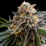Conscious Genetics Red Kachina 3.0 cannabis plant image 1