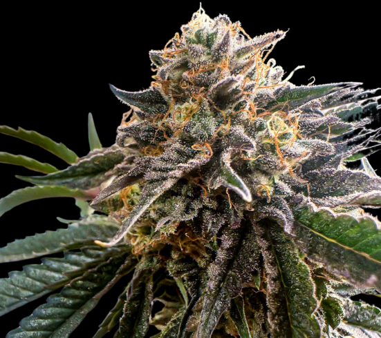 Conscious Genetics Red Kachina 3.0 cannabis plant image 1