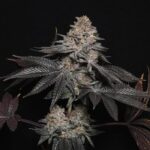 Conscious Genetics Red Kachina 3.0 cannabis plant image 2