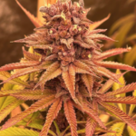 Conscious Genetics Red Kachina 3.0 cannabis plant image 3