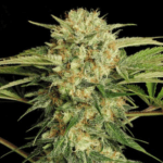 Conscious Genetics Red Lotus cannabis plant image 1