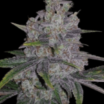 Conscious Genetics Red Lotus cannabis plant image 2
