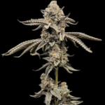 Conscious Genetics Red Opal cannabis plant image 1