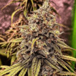 Conscious Genetics Red Opal cannabis plant image 2