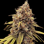 Conscious Genetics Zapple Woodz cannabis plant image 1