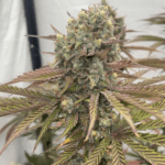 Conscious Genetics Zapple Woodz cannabis plant image 2