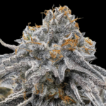 Conscious Genetics Zapplez – 2.0 cannabis plant image 1