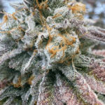 Conscious Genetics Zapplez – 2.0 cannabis plant image 2