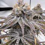 Conscious Genetics Zapplez – 2.0 cannabis plant image 3
