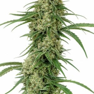 Critical + by Seed City Bulk Cannabis Seeds plant image
