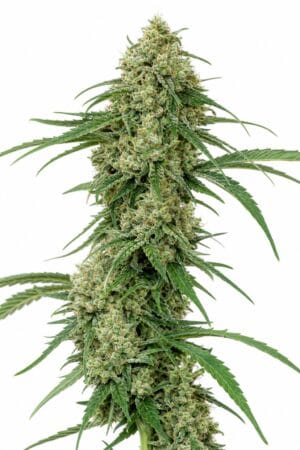 Critical +
