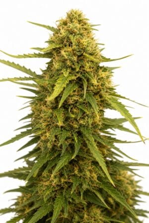 Critical