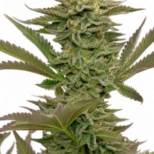 Critical Mass by Seed City Bulk Cannabis Seeds plant image